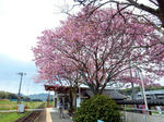 20180412e.JPG