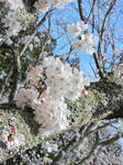 20180417f.JPG