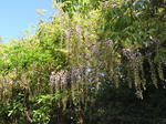 20180526f.JPG