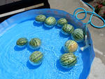 20180807g.JPG