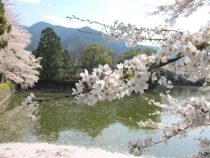 2012sakura-2.jpg