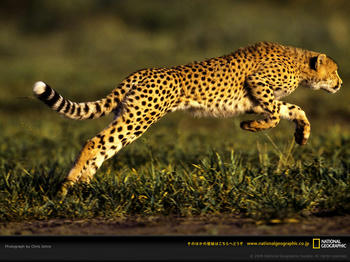 cheetah-leaping.jpg