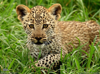 leopard-cub-tanzania-w.jpg