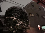 2010_yuki03.jpg