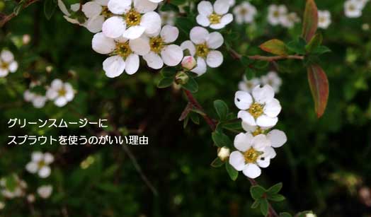 グリーンスムージーにスプラウトを使うのがいい理由