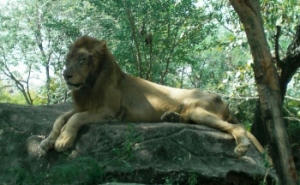 s-lion.jpg
