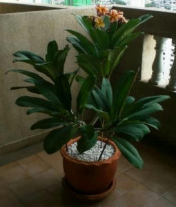 s-flower.jpg