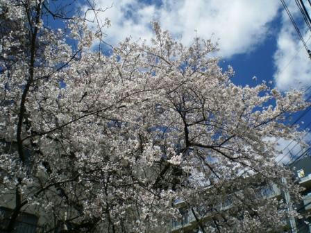 sakura.JPG