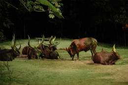 nsafari1.jpg