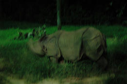 nsafari7.jpg