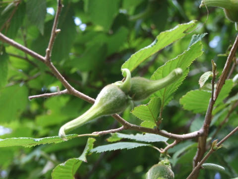tunohasibami.JPG