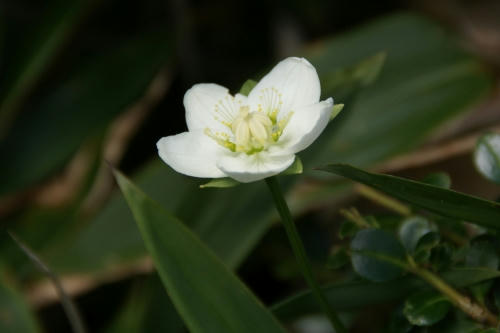 ume3.jpg