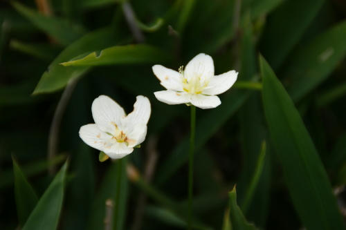 ume4.JPG