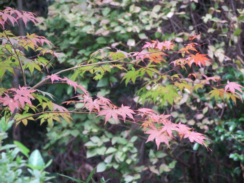momiji.JPG