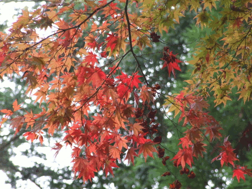 momiji2.gif