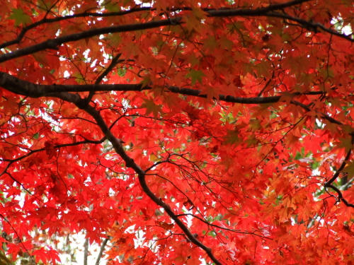 momiji3.JPG