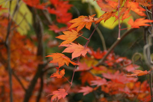 momiji4.JPG