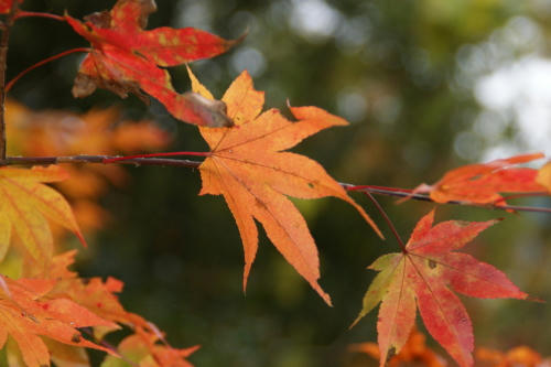 momiji5.JPG