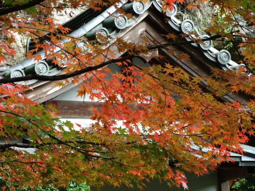 momiji6.JPG