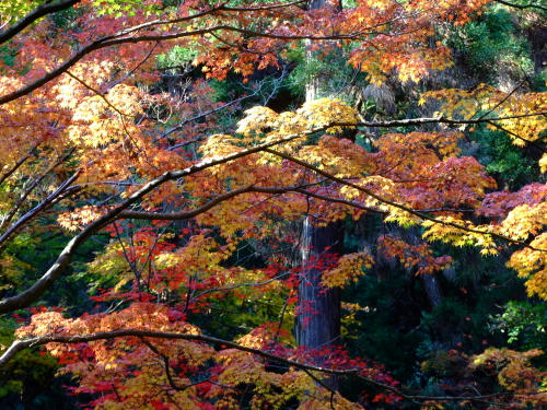 momiji2.JPG