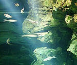 biwa1.jpg