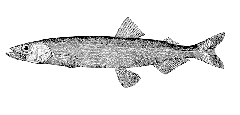 Mallotus_villosus.gif