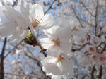 sakura2012.jpg