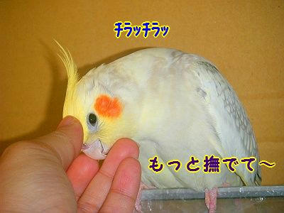 010_40003.jpg