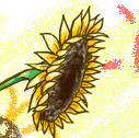 08年暑中お見舞い