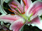 lily