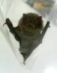 こうもり顔