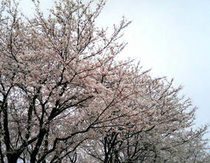 川沿いの桜