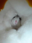 DSC00994.JPG