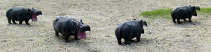 20080719_378979.jpg