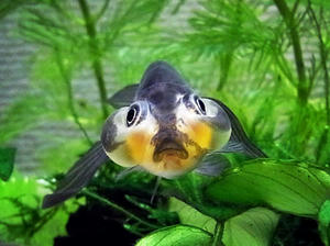 sumi1.jpg