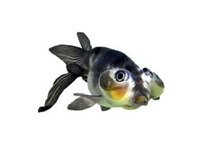 sumi3.jpg
