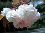 CA370273.jpg
