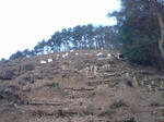 SN3E0309.jpg