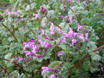IMG_4320.jpg