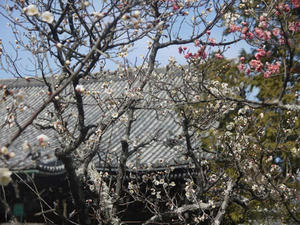 嵯峨釈迦堂３