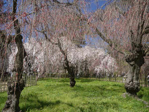 御苑しだれ桜