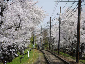 嵐電桜のトンネル