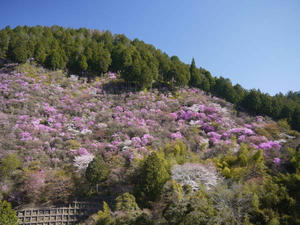 20110417takao-1