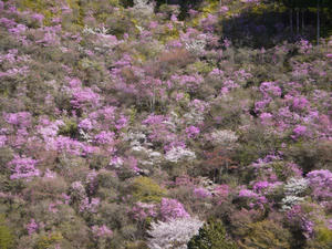 20110417takao-2
