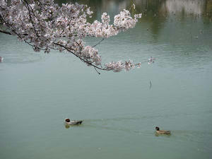 20110413大覚寺