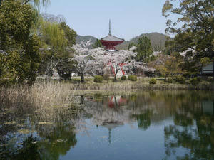 20110413大覚寺