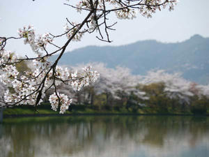 20110413大覚寺