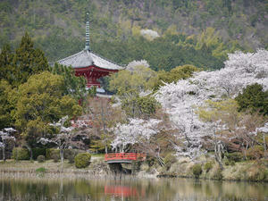 20110413大覚寺
