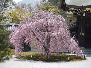 20110413大覚寺