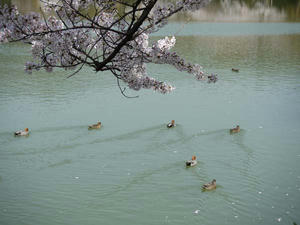 20110413大覚寺